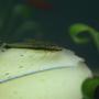 freshwater fish - otocinclus affinis - dwarf otocinclus stocking in 95 gallons tank - Otocinclus affinis