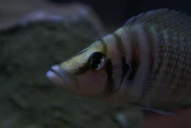 freshwater fish - altolamprologus calvus - white chaitika stocking in 95 gallons tank - Altolamprologus calvus 'white chaitika', male half of WC pair.