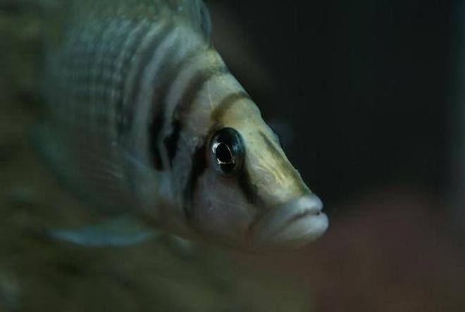 freshwater fish - altolamprologus calvus - white chaitika stocking in 95 gallons tank - Altolamprologus calvus 'white chaitika', male half of WC pair.