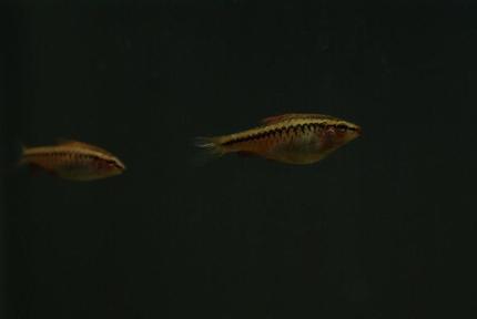 freshwater fish - puntius titteya - albino cherry barb stocking in 95 gallons tank - Puntius titteya female