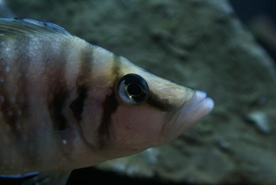 freshwater fish - altolamprologus calvus - white chaitika stocking in 95 gallons tank - Altolamprologus calvus 'white chaitika', male half of WC pair.