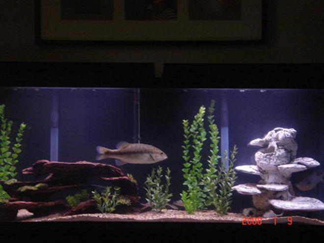 freshwater fish tank (mostly fish and non-living decorations)