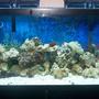 55 gallons saltwater fish tank (mostly fish, little/no live coral) - 3 mos new, 55 gallon