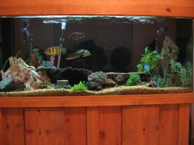 100 gallons freshwater fish tank (mostly fish and non-living decorations) - some thing we as a family can enjoy and we do every day hope you like