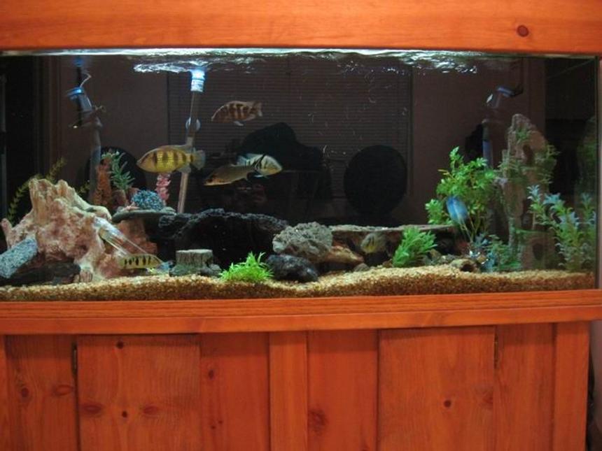 Rated #1428: 100 Gallons Freshwater Fish Tank - some thing we as a family can enjoy and we do every day hope you like