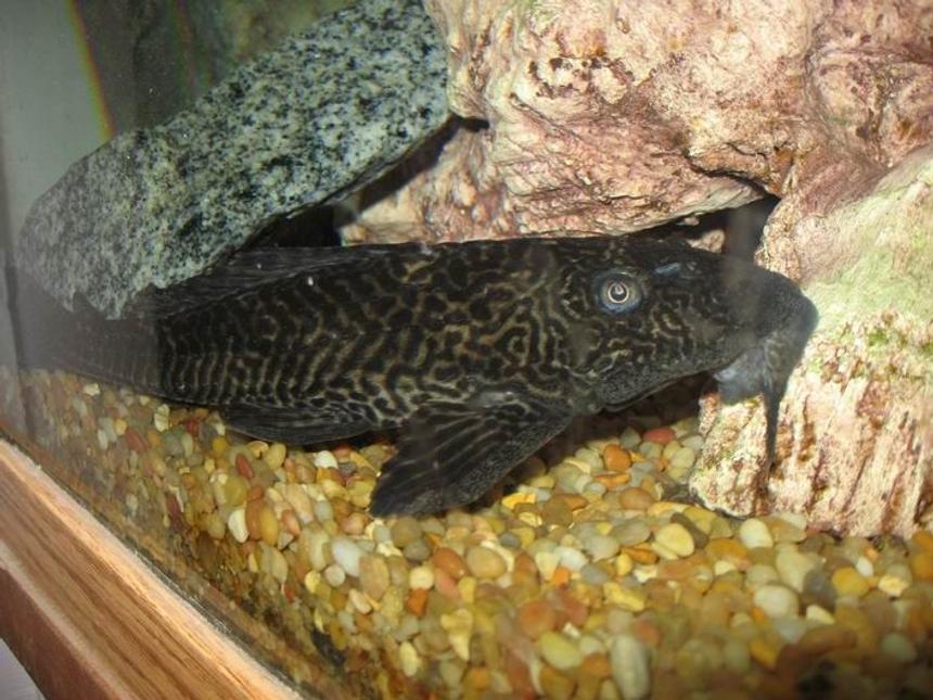 Rated #1409: Freshwater Fish - Glyptoperichthys Gibbiceps - Sailfin Pleco (l-83) Stocking In 100 Gallons Tank - this is monster my biggest pleco