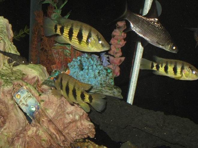 freshwater fish - astatotilapia latifasciata - zebra obliquidens stocking in 100 gallons tank - some of the fish in this tank hope you like