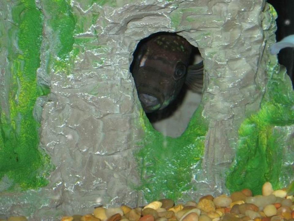 freshwater fish - nandopsis octofasciatum - jack dempsey stocking in 100 gallons tank - this is the fish that never leave the hole he loves his home