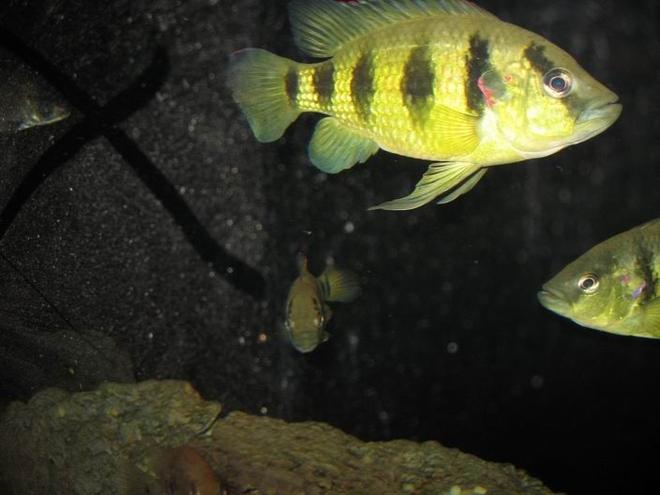 freshwater fish - astatotilapia latifasciata - zebra obliquidens stocking in 100 gallons tank - this is dave and his mates he is a two year old five star general