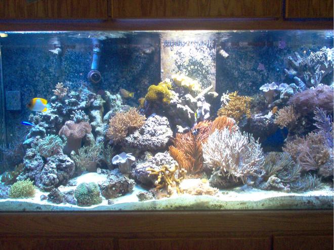 75 gallons reef tank (mostly live coral and fish) - 220 Reef
