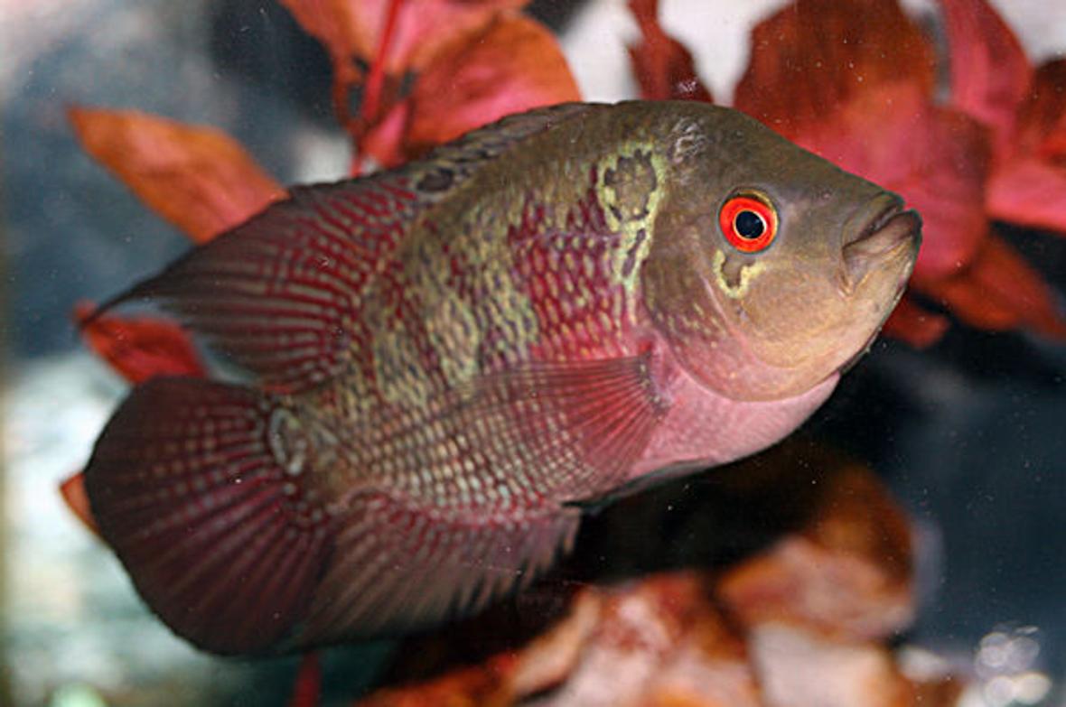 freshwater fish - cichlasoma sp. - flower horn cichlid stocking in 20 gallons tank - my flowerhorn cichlid, sparky about 5 inches now.. and a year and 3 months old