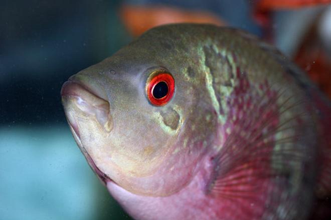 freshwater fish - cichlasoma sp. - flower horn cichlid stocking in 20 gallons tank - flowerhorn