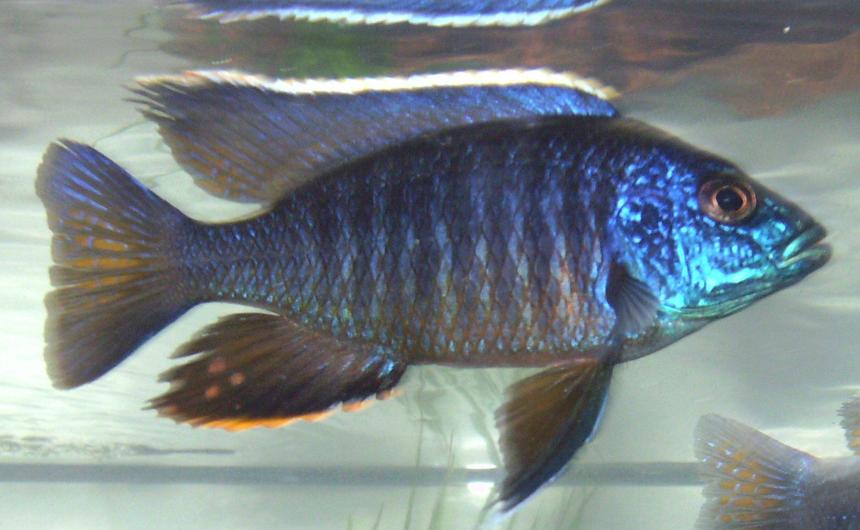 Rated #954: Freshwater Fish - Aulonocara Stuartgranti - Peacock Cichlid Stocking In 90 Gallons Tank - If you are rating this picture real low can you send me a message why. I  thought this was a good picture of a great looking fish.