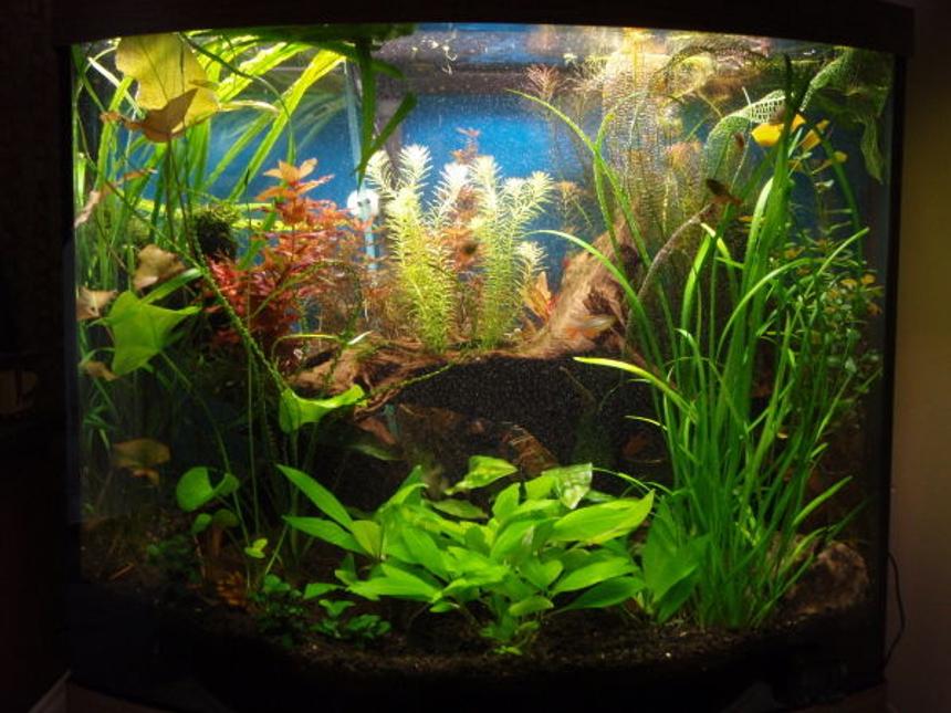 Rated #943: Planted Tank - 26 gallon bowfront
eco-complete substrate
55 watt PC lighting (on 9 hrs/day)
Pressurized CO2 (diffused by aquasweep powerhead) *off@night*
1/4 tea. KNO3 (3x/week)
1/16 tea KH2PO4 (3x/week)
1/16 tea K2SO4 (3x/week)
1/2 tea. Equillibrium (1x/week)
5 mls Excel carbon (3x/week)
50-75% water change/week