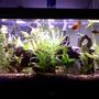 40 gallons planted tank (mostly live plants and fish) - THIS IS MY BABY