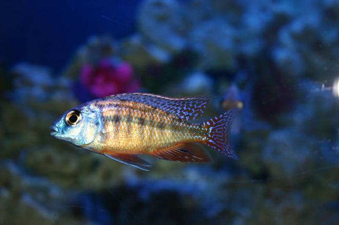 freshwater fish - protomelas taeniolatus - red empress stocking in 90 gallons tank - Protomelas Taeniolatus (Red)