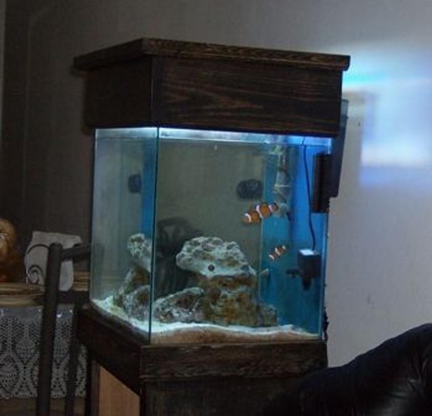 Rated #59: 48 Gallons Saltwater Fish Tank - 13 gal salt water tank soon to a nano