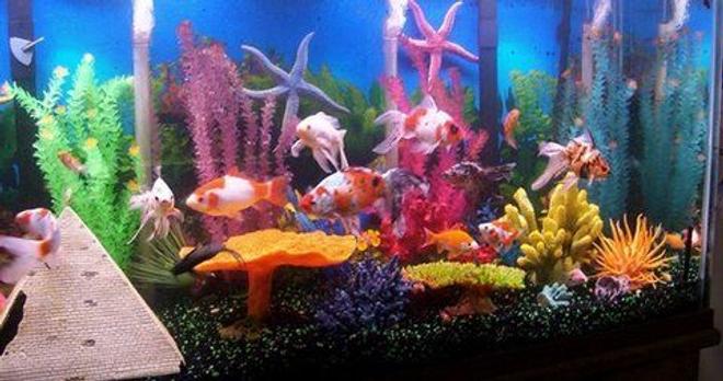 140 gallons freshwater fish tank (mostly fish and non-living decorations) - 20c goldfish/50 cory 1 upside down cats