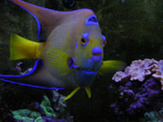 saltwater fish - holacanthus ciliaris - queen angelfish stocking in 55 gallons tank - 6 year old Queen Angel. She died after we had the heat wave. She was almost 10 years old! It was a tragic event that almost wiped out my entire reef tank.
