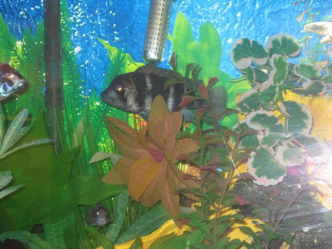 freshwater fish - cyphotilapia frontosa - frontosa cichlid stocking in 55 gallons tank - our big frontosa, named BuhBuh, has not developed forehead hump yet - has lots of growing to do...
