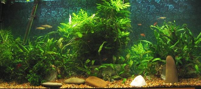 55 gallons planted tank (mostly live plants and fish) - 55 gallon