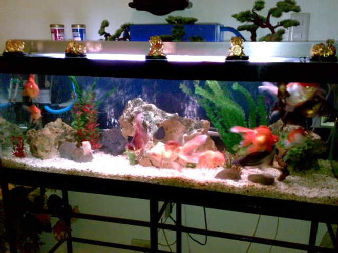 75 gallons freshwater fish tank (mostly fish and non-living decorations) - my tank