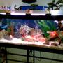 75 gallons freshwater fish tank (mostly fish and non-living decorations) - my tank