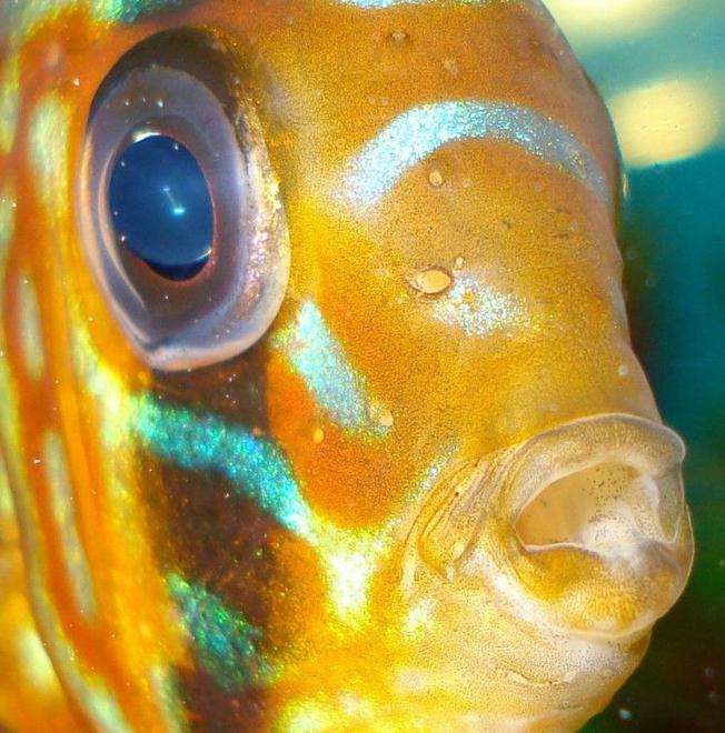 freshwater fish - symphysodon sp. - pigeon blood discus stocking in 110 gallons tank - my discus....lol