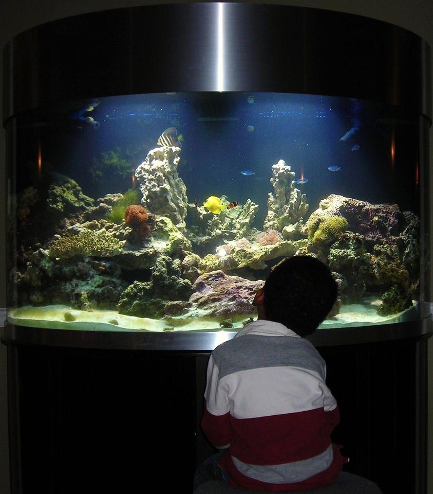 Rated #80: 144 Gallons Reef Tank - Mesmerised by it all...