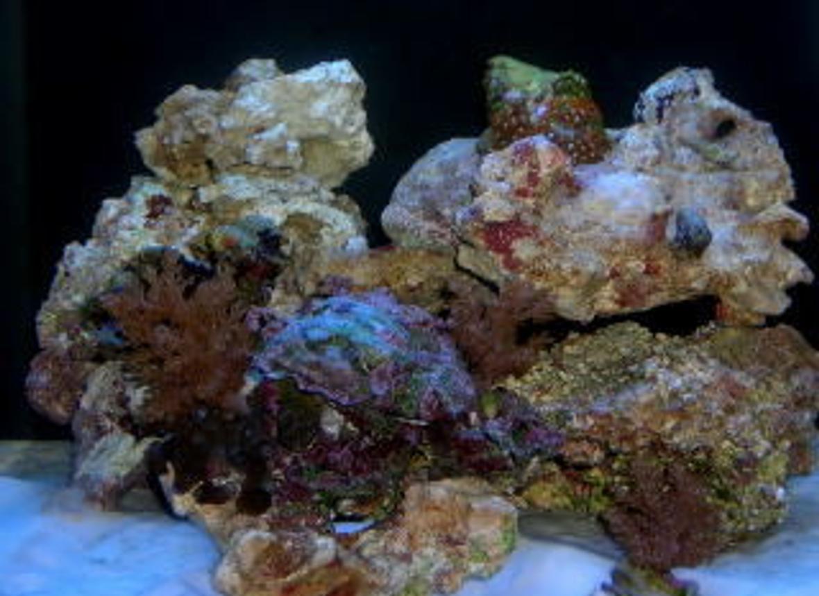 12 gallons reef tank (mostly live coral and fish) - 12 gallon nano cube dlx 9 hermit crabs, 2 emerald crabs, 3 turbo snail Couple of polyps, few small feather dusters, 3 mussels. will be adding more polyps and mushrooms in the near fusture along with a fire shrimp