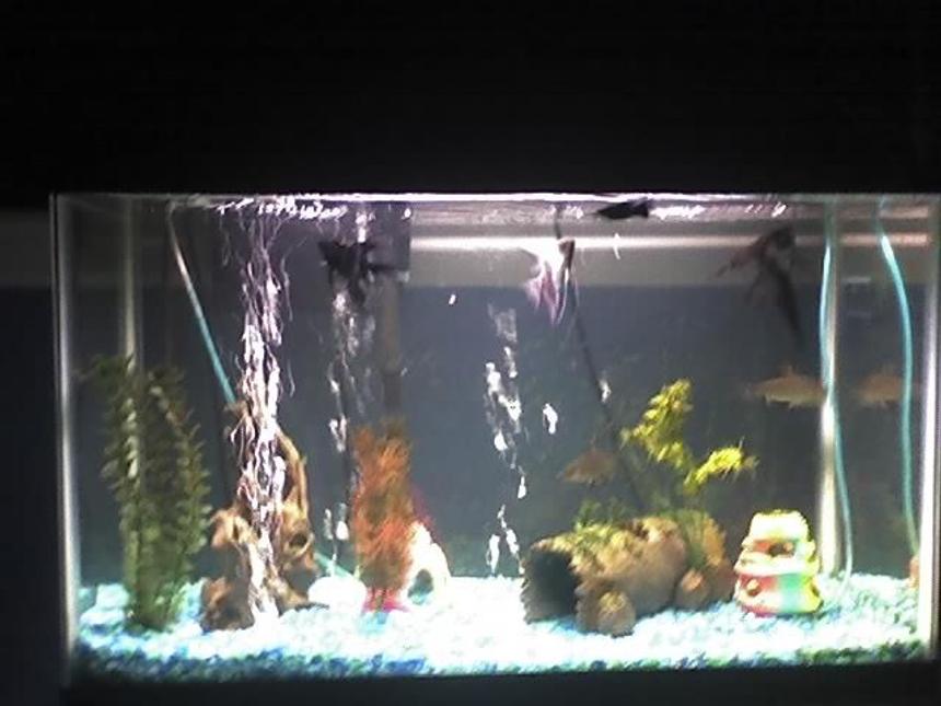 Rated #3905: 20 Gallons Freshwater Fish Tank - The basement tank random