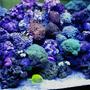 100 gallons reef tank (mostly live coral and fish) - hope you like it