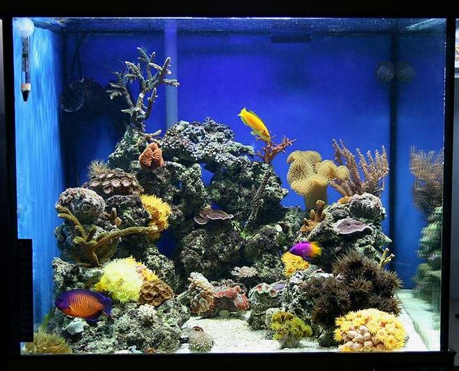35 gallons reef tank (mostly live coral and fish) - Tank as of Jan 2008 - AM Chromis with new mce600 skimmer and 250w halide