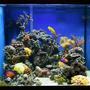 35 gallons reef tank (mostly live coral and fish) - Tank as of Jan 2008 - AM Chromis with new mce600 skimmer and 250w halide