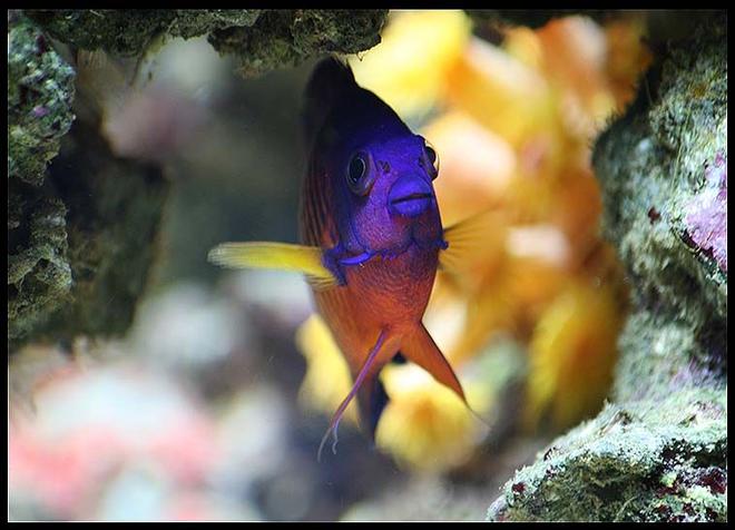 saltwater fish - centropyge bispinosa - coral beauty angelfish stocking in 35 gallons tank - Echo the coral beauty dwarf angel