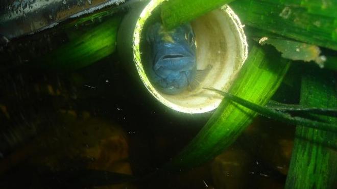 freshwater fish stocking in 70 gallons tank - cichlid and tube