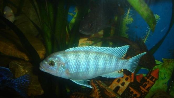 freshwater fish - metriaclima callainos - cobalt blue zebra cichlid stocking in 70 gallons tank - blue cichlid