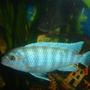 freshwater fish - metriaclima callainos - cobalt blue zebra cichlid stocking in 70 gallons tank - blue cichlid