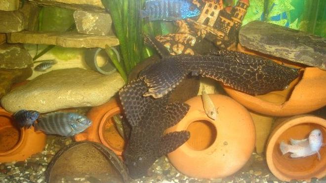freshwater fish - pseudoacanthicus spinosus - chocolate chip spiny pleco (l-160) stocking in 70 gallons tank - pleco