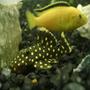 freshwater fish - baryancistrus sp. - gold nugget pleco (l-18) stocking in 120 gallons tank - Glod Nugglet Yellow Lab