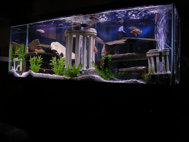 50 gallons freshwater fish tank (mostly fish and non-living decorations) - 12 Misc African Cichlids
1 blood parrot
1 jack dempsy
1 blue lobster