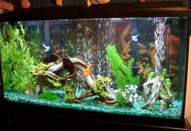 60 gallons freshwater fish tank (mostly fish and non-living decorations) - 60 Gallon Tank!