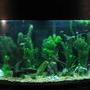 125 gallons planted tank (mostly live plants and fish) - My planted tank