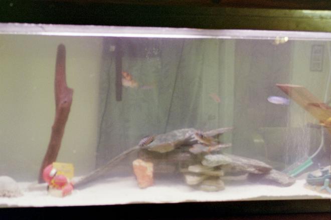 55 gallons freshwater fish tank (mostly fish and non-living decorations) - 55gallon
