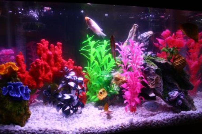 Rated #3897: 20 Gallons Freshwater Fish Tank - Basic Freshwater Tank