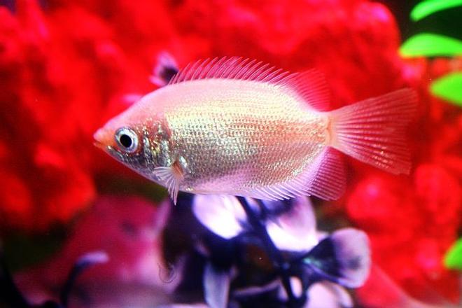 freshwater fish - helostoma temmincki - kissing gourami stocking in 20 gallons tank - Kissing Gourami.