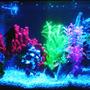 fish tank picture - Tank with marine glo lighting.