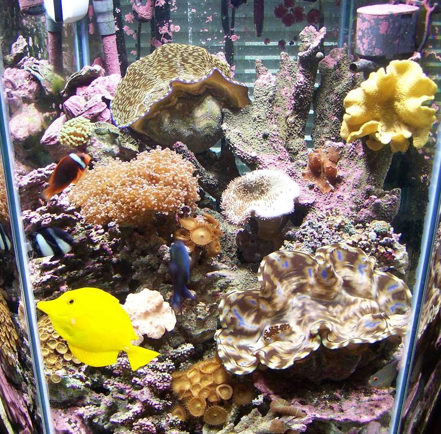 Rated #88: 60 Gallons Reef Tank - 60 gal hex