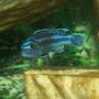 freshwater fish - melanochromis johannii - johanni cichlid stocking in 125 gallons tank - One Awesome Looking African Cichlid!!!