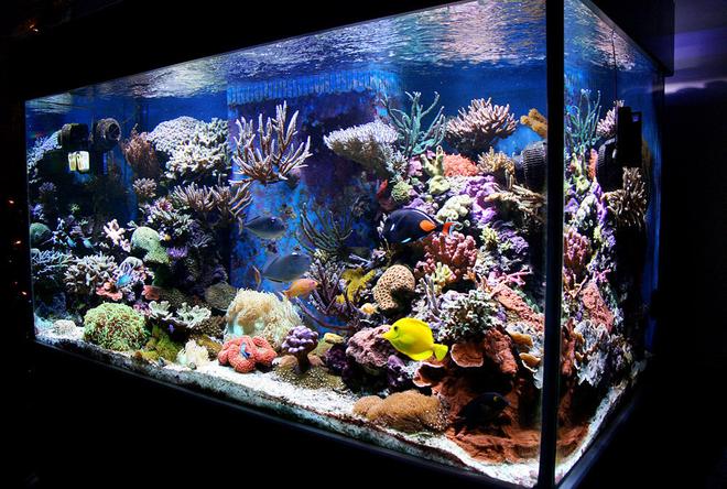 210 gallons reef tank (mostly live coral and fish) - my tank (Jan 08)